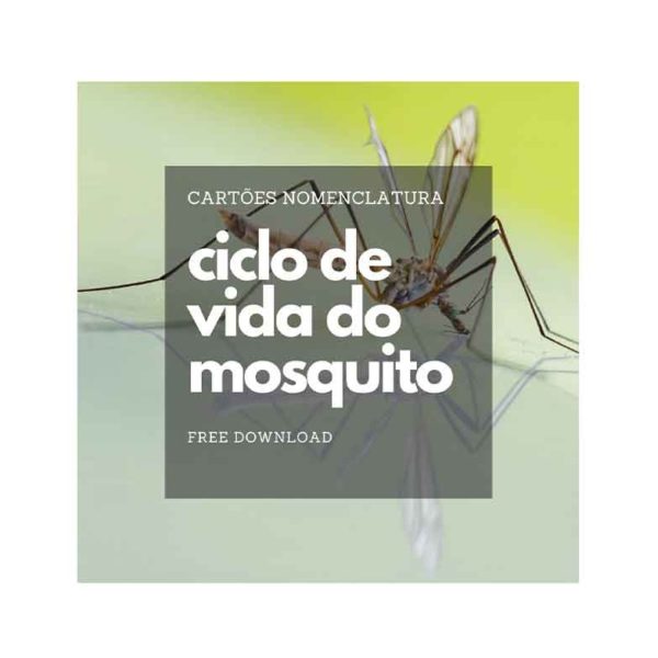 Cartões Nomenclatura Ciclo de Vida do Mosquito