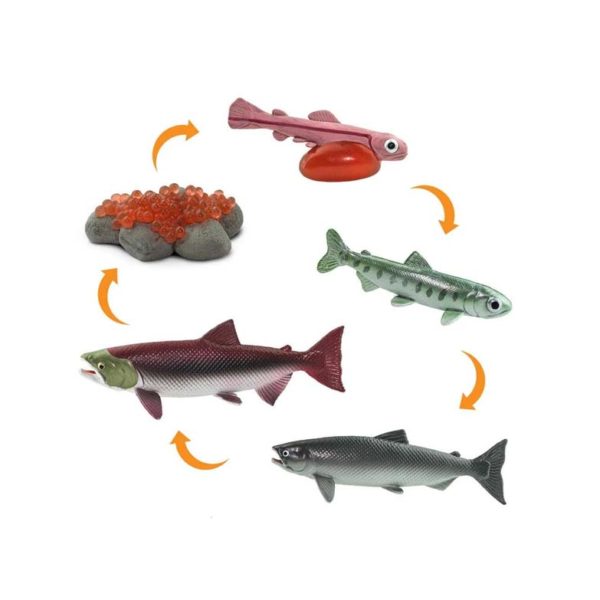 Ciclo de vida do salmão
