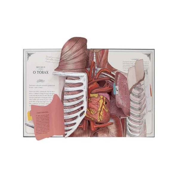 O Corpo Humano - um guia em pop-up sobre anatomia