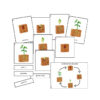 Ciclo de Vida da Planta - Image 2